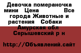 Девочка помераночка мини › Цена ­ 50 000 - Все города Животные и растения » Собаки   . Амурская обл.,Серышевский р-н